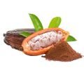 Cocoa fruit chocolate plant. 