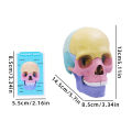 Anatomy Skull Model, 17 Part Puzzle of Human Anatomy Skull for Kids, Mini Human Medical Skull Model with Flash Cards. 