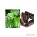 Long pepper-Thippili plant. 