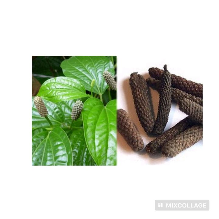Long pepper-Thippili plant