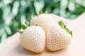 MIXED White,Yellow,Red,purple Color Strawberry Seeds -30pcs. 
