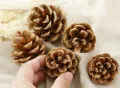 Christmas decoration pine cones dry pine cones. 