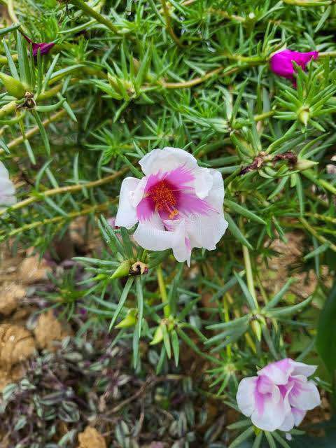 Japan%20Rose%20/%20Portucala%20plant%20(100%20branches..)%20-%20Image%207