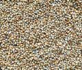 Pets Premium Pearl Millet Seeds For Small Birds (Bareek Bajra) (1 KG). 