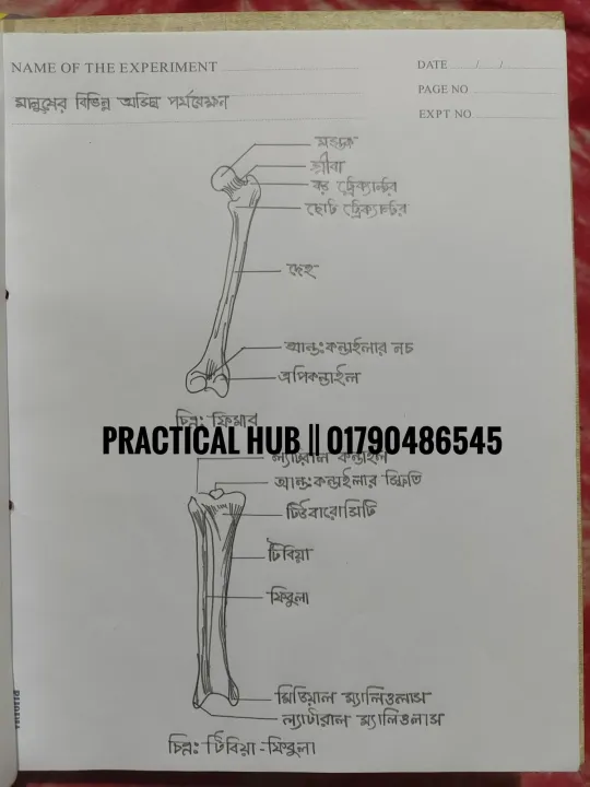 Hsc%202025%20Biology%202nd%20Paper%20Full%20Complete%20Practical%20Notebook%20-%20Image%208