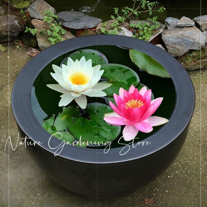 Fast%20delivery!%20Mini%20lotus%20water%20lily%20seeds,%20mini%20lotus%20water%20lily%20seeds%20hydroponic%20flower%20seed,%20flower%20seed,%20flower%20varieties,%20Japanese%20dwarf%20lotus%20flower,%20auspicious%20lotus,%20dwarf%20Lotus,%20air%20purification%20plant,%20cheap%20color%20bonsai,%20beautiful%20color%20bonsa...%20-%20Image%207