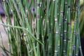 Horsetail Herb | Organic Horse Tail | Dry HorseTail | 40 GM. 