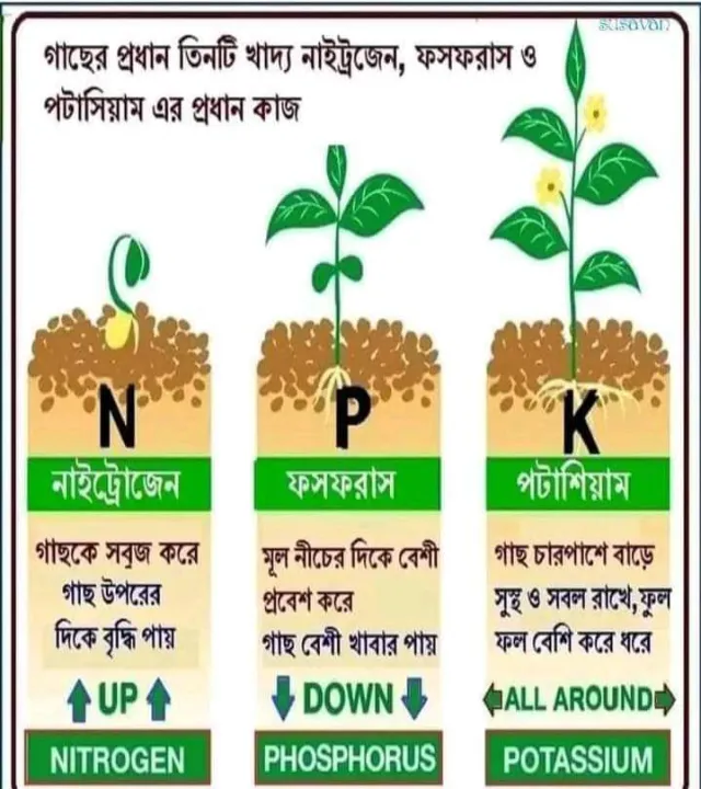 NPK%C2%A0%20Fertilizer%2010%2026%2026%20Plant%20Food%20for%20all%20purposes%C2%A0%20REPACK%2050%20gm%20Water%20Soluble%20Fertilizer%20For%20Plant%20VEGETABLES%20FLOWER%20HYDROPONICS%20and%20FRUITS%C2%A0%20Indian%20npk%20-%20Image%203