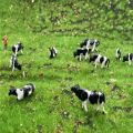 HO and N Scale Model Cows Miniature Farm Animal Model Cow For Model Railway Layout Different Different Postures.