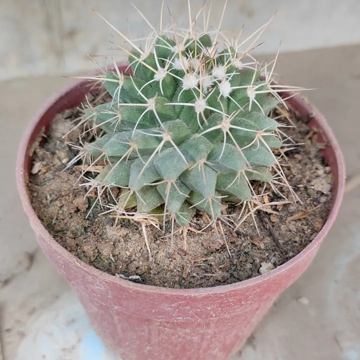 Plants%20Small%20Live%20Plants%20-%20Image%203