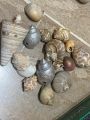 Shells. 