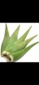Fresh Aloe Vera Leaves pack of 5 Leaves. 