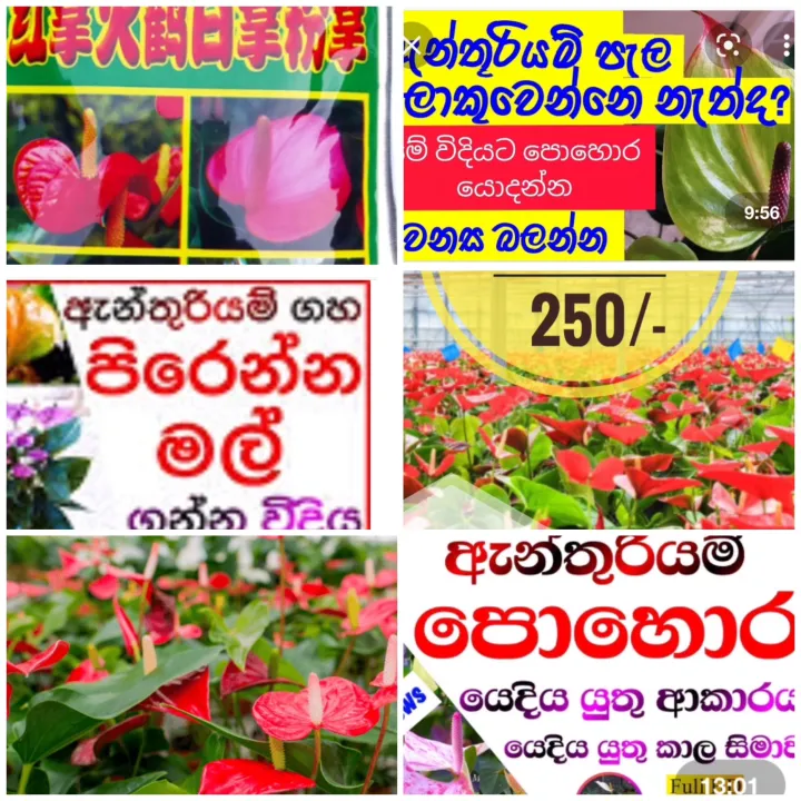 Anthurium%20Fertilizer%20200g%20pack%20NPK%20all%20in%20one%20-%20Image%203