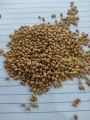 Natural Whole Moth Beans 1000gm. 