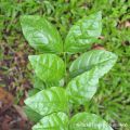 Jasmine  Leaves | Chanbeli Pure organic | Fresh 100 Gm Whole Spices |  چنبیلی کے تازہ پتے. 