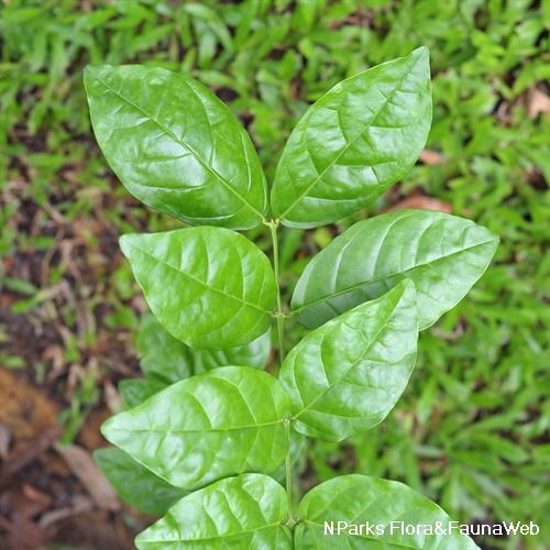Jasmine  Leaves | Chanbeli Pure organic | Fresh 100 Gm Whole Spices |  چنبیلی کے تازہ پتے