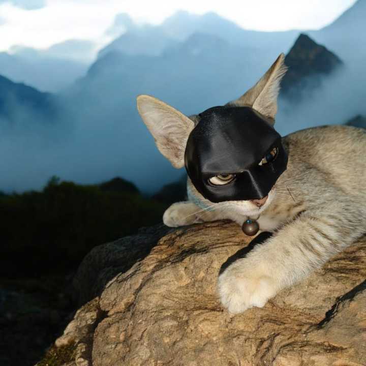 Batman%20Cat%20Mask%20Toy%20%E2%80%93%20Cute%20Superhero%20Costume%20for%20Pet%20Cats%20%7C%20Adjustable%20&%20Comfortable%20Cat%20Mask%20for%20Cosplay,%20Halloween,%20Parties,%20and%20Fun%20Photoshoots%20%7C%20Stylish%20Cat%20Accessories%20for%20Small%20&%20Large%20Cats%20%7C%20Pet%20Dress-Up%20Outfit%20for%20Indoor%20&%20Outdoor%20Use%20-%20Image%202