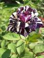 Black Dragon Rare Rose seeds-30pcs. 