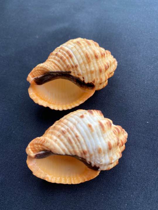 Natural%20lychee%20snail%20shell%20-%20Image%202