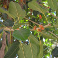 Banyan Tree Leaves | Bohar,Bargad Leaves 500 Gm | بوھڑ کے پتے. 