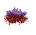 Safanter Peacock Saffron - 1 Gm. 