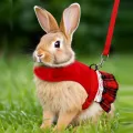 A Pet Product Fashion Festival Formal Dress Style Gold Velvet Rabbit Chest Back Set with Traction Rope. 