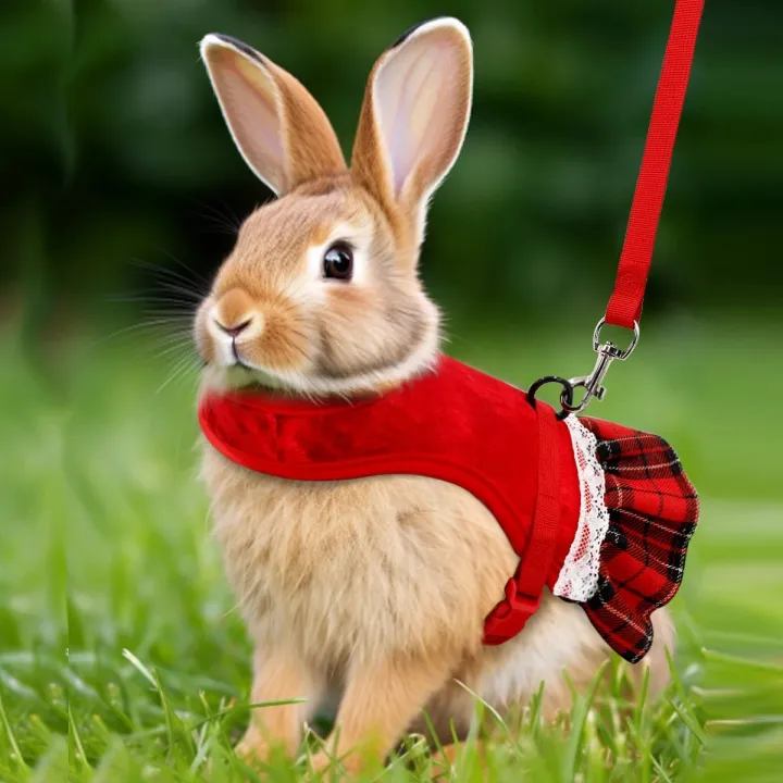 A Pet Product Fashion Festival Formal Dress Style Gold Velvet Rabbit Chest Back Set with Traction Rope
