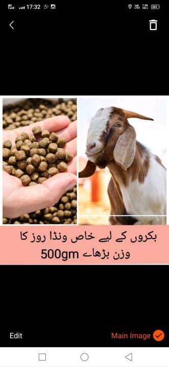 Goat Feed 20kg increase weight daily 500gm