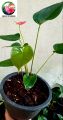 Natural Anthurium Plant - Lady Jane Whisper Variant. 