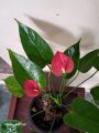 Anthurium Lady jane. 