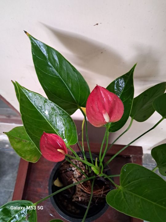 Anthurium%20Lady%20jane%20-%20Image%203