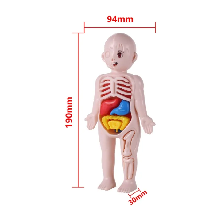 Kid Montessori 3D Puzzle Human Body Anatomy Model Educational Learning ...