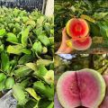 Big size 100% Orignal Red guava plant with pot Live Plant | Real | outdoor plants| Fruit plants | Pink Guava Plant, Red Guava Plant | Plant Parlour. 