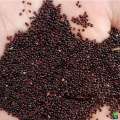 Lal Shak Red amaranth/ লাল-শাক  /-20gm seeds Intact packet. 