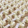 Personalized Mini Bubble Candle - Wedding Favours - Baby Shower - Wholesale Events - Bubble Candles - Custom Events. 