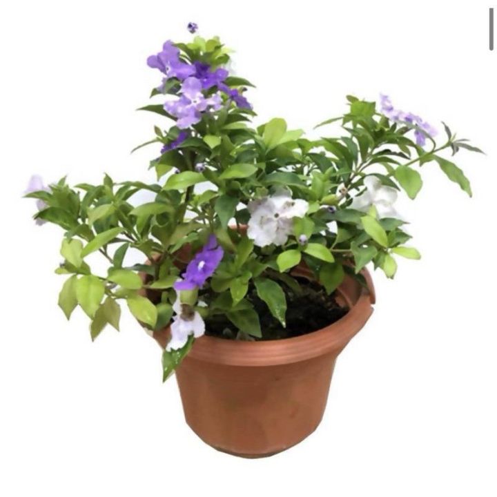 Yesterday, Today, and Tomorrow Plant: Ever-Changing Beauty | Daraz.lk