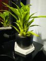 Natural Indoor Lucky bamboo plant pot with tray set/indoor set. 