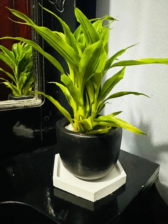 Natural%20Indoor%20Lucky%20bamboo%20plant%20pot%20with%20tray%20set/indoor%20set%20-%20Image%205