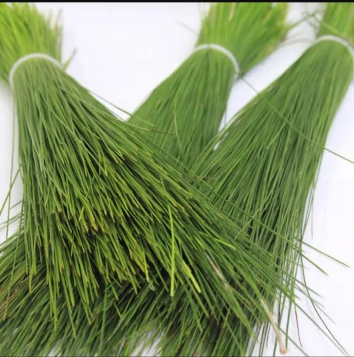 Barg%20e%20Sanobar%20%7C%20Dry%20Sanober%20Leaves%20%7C%20100%20gm%20-%20Image%202