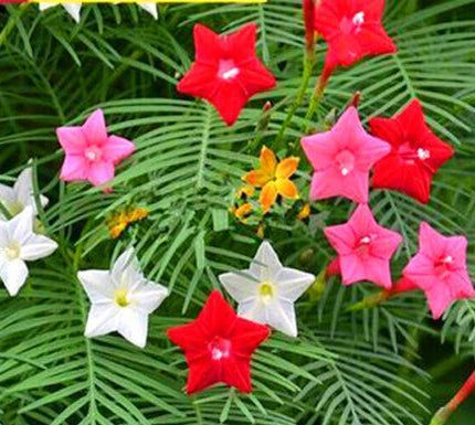 Cypress Vine ( Creeper) Summer flower Seeds (10 seeds)