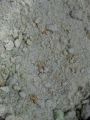 Ferrous Sulphate for Plants , Fertilizer for chlorosis. 