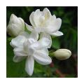 Six Varieties of Jasmine Plants Collection: A Symphony of Fragrance and Beauty. 