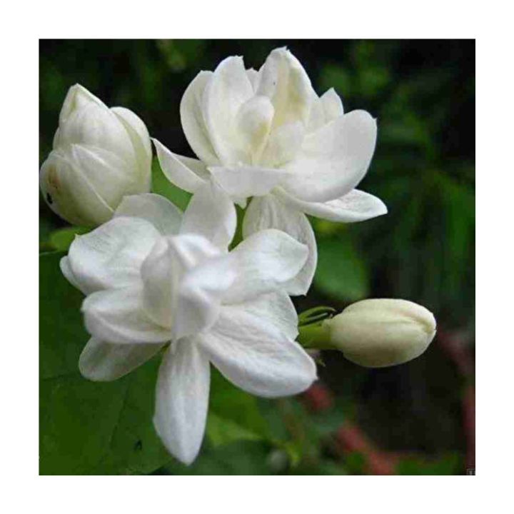 Six%20Varieties%20of%20Jasmine%20Plants%20Collection:%20A%20Symphony%20of%20Fragrance%20and%20Beauty%20-%20Image%203