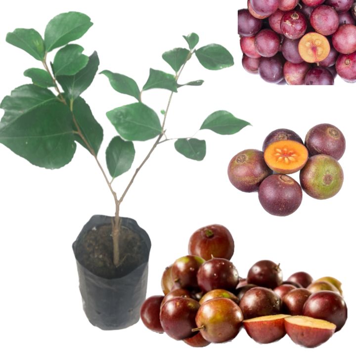 Ugurassa plant layer