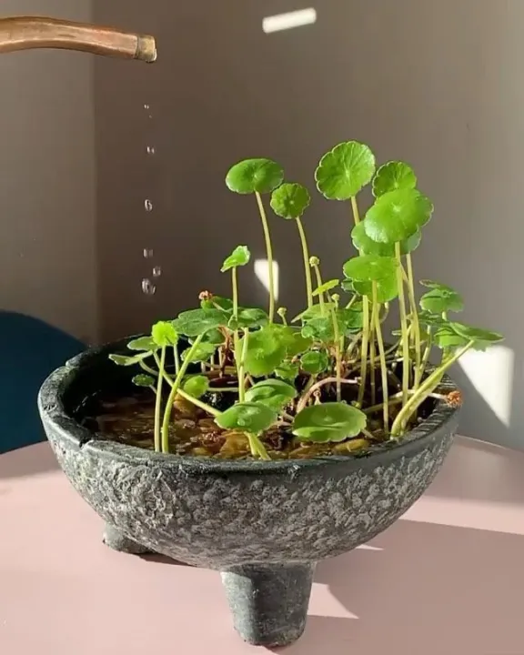 Pennywort%20plant%20indoor%20plant%20and%20outdoor%20plant%20%201%20piece%20-%20Image%203