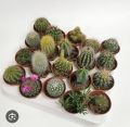 Live Cactus plant | 100% Original cactus mini plant | Original not fake or artificial | Real Cactus | Cactus with pot with fertilizer rait | Cute cactus real plant | Real product size 5 to 6 inches | Fresh stock of cactus | attractive cactus live plant. 
