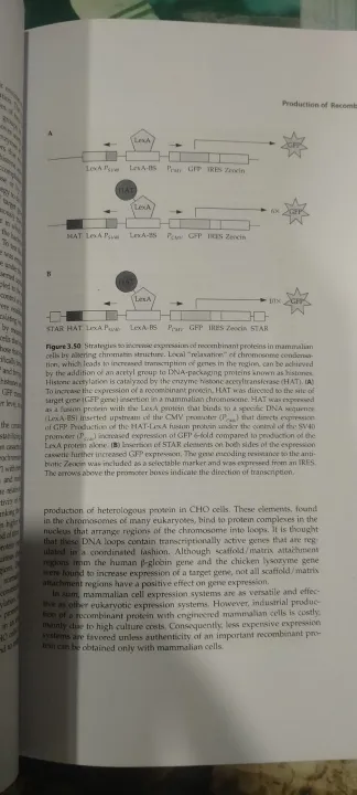 Molecular%20Biotechnology%20principles%20and%20applications%20of%20Recombinant%20DNA%20-%20Image%207
