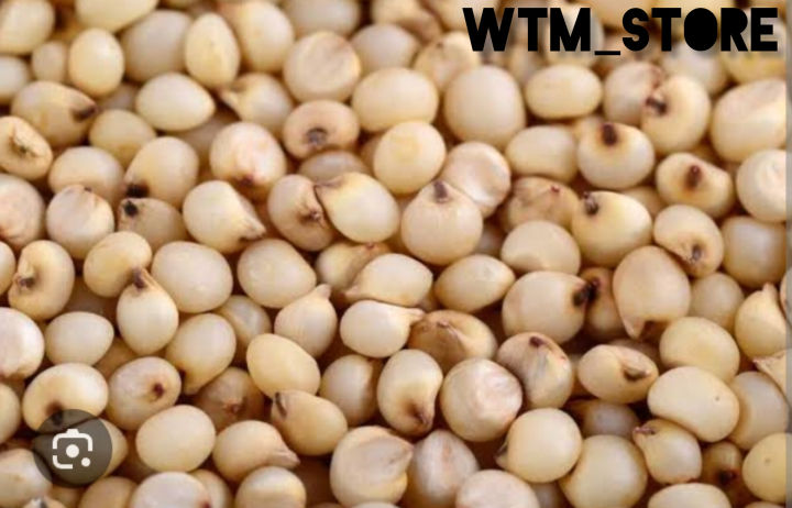 Jawar | Sorghum | Jowar Seeds
| 500 grams of Jawar | 
Sorghum Seeds | Organic Jowar Seeds | Organic Sorghum Seeds | Jowar Seeds | Heirloom Sorghum Seeds
| Non-GMO Jowar Seeds
| non-GMO Sorghum Seeds
|
Jowar Seed Packets |
Sorghum Seed Packets | جوار