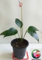 Natural Anthurium Plants - Lady Jane. 