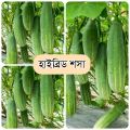 All Season Hybrid Cucumber Seeds 20 Piece - Shosa Seed- Vegetable Seed for garden.